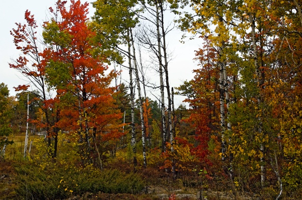 barrensfallwc - Muskoka Scenery
