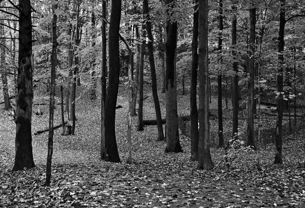 JamesGardens2310-11bw - James Gardens Autumn Colours 23