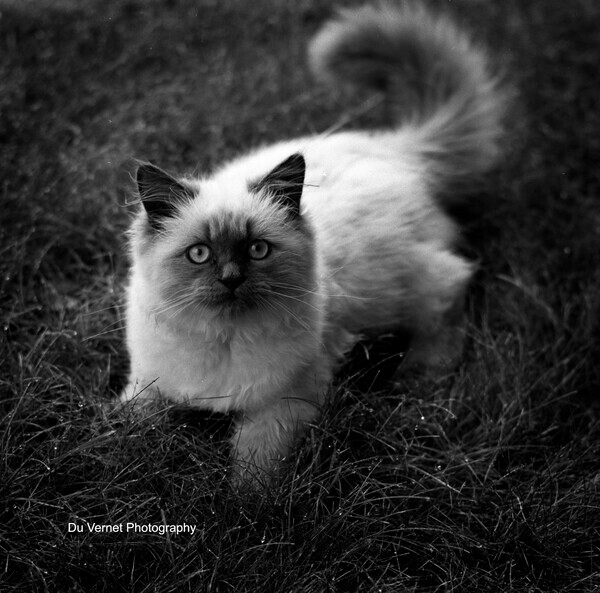 pusskitten - Heritage Series Select