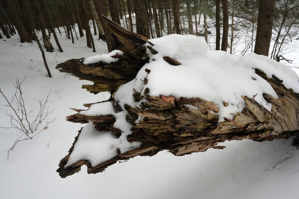 DOFtrunk23-wl - Composition