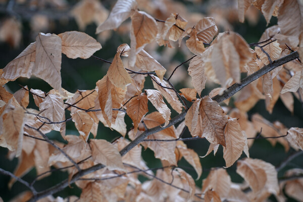 DOFleaves23-1l - Composition