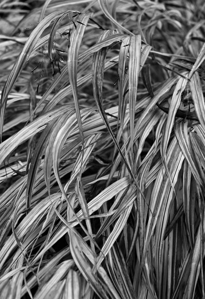 JamesGardens2310-13bw - James Gardens Autumn Colours 23