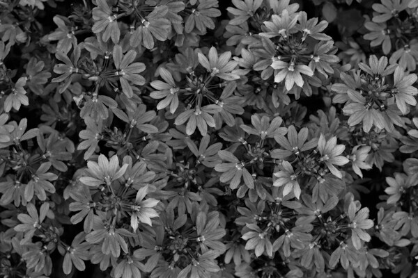 patternBW - Lighting