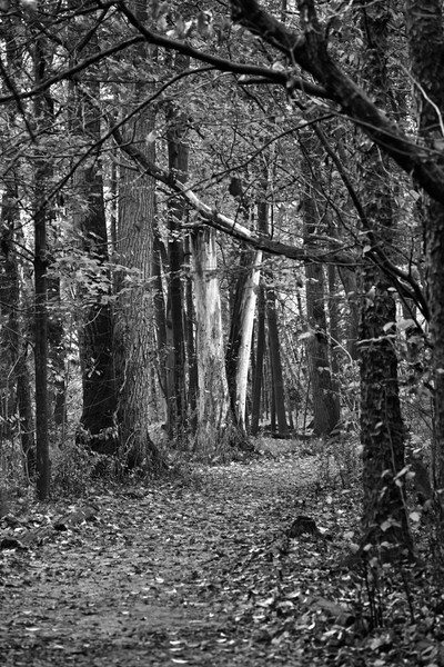 JamesGarden2310-12bw - James Gardens Autumn Colours 23