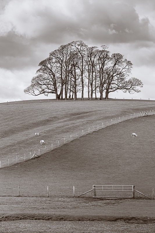 Teenley Hill 06 - Landscapes