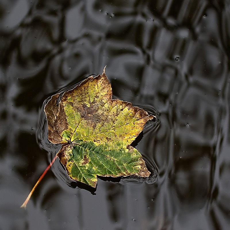 Leaf Well Alone C - Colour
