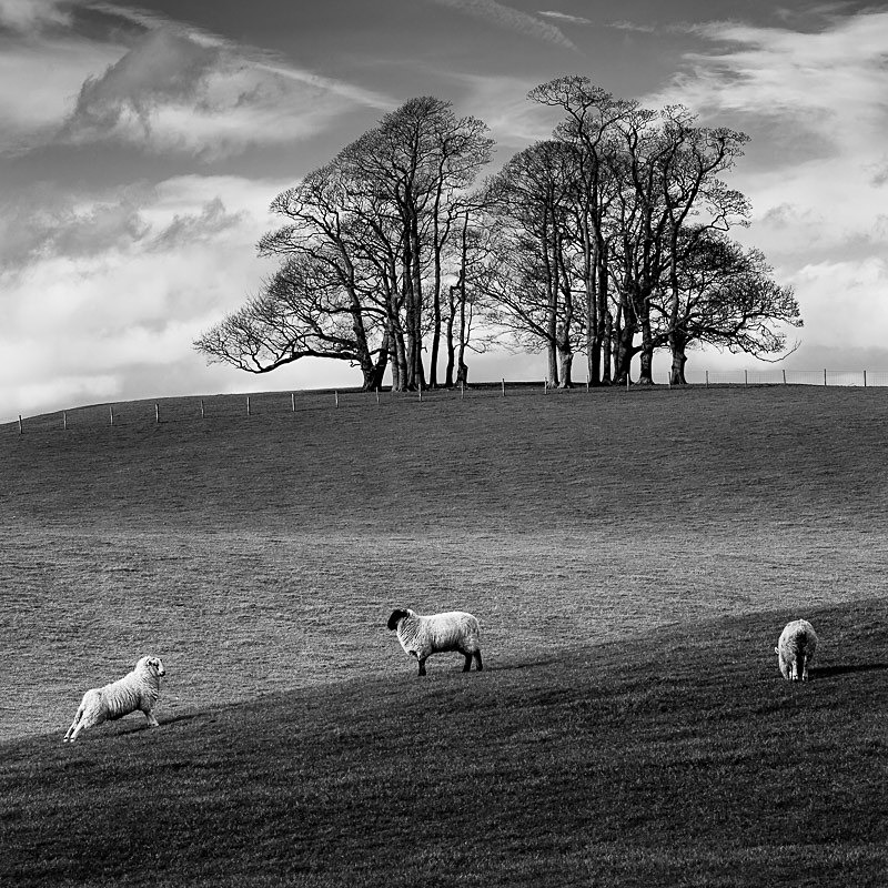 Teenley Hill 08 - Landscapes