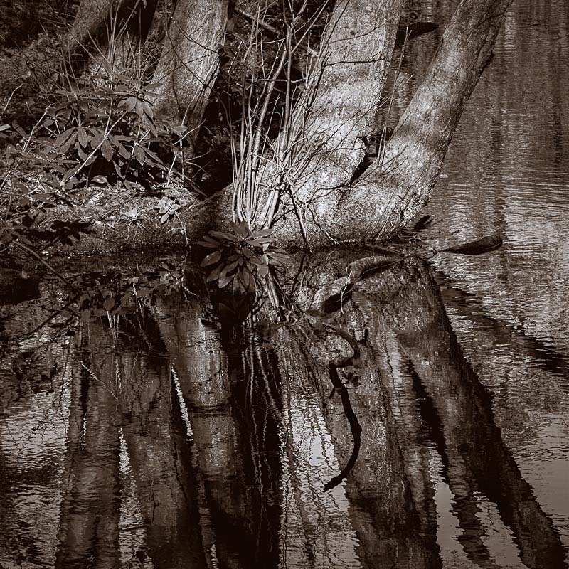 Curtains Pond 01 - Waterscapes