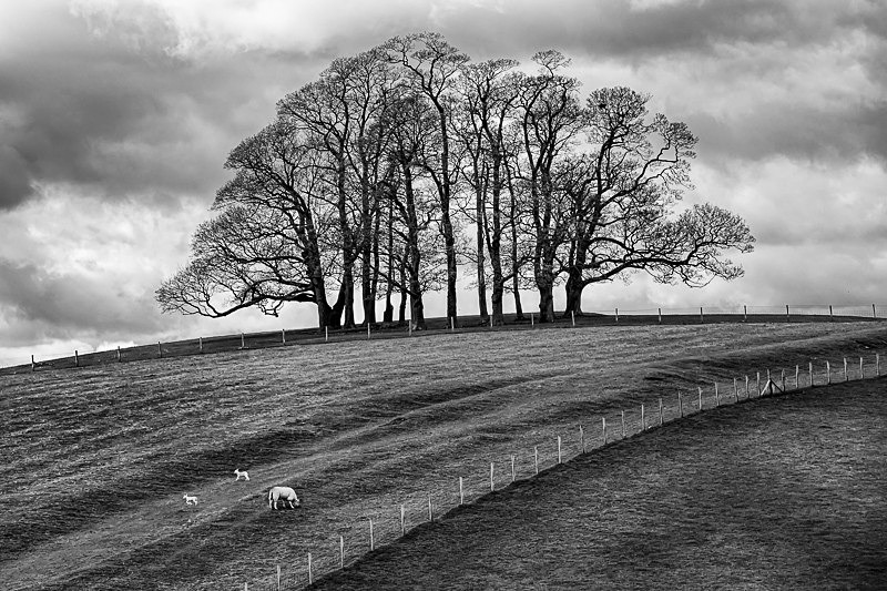 Teenley Hill 04 - Landscapes