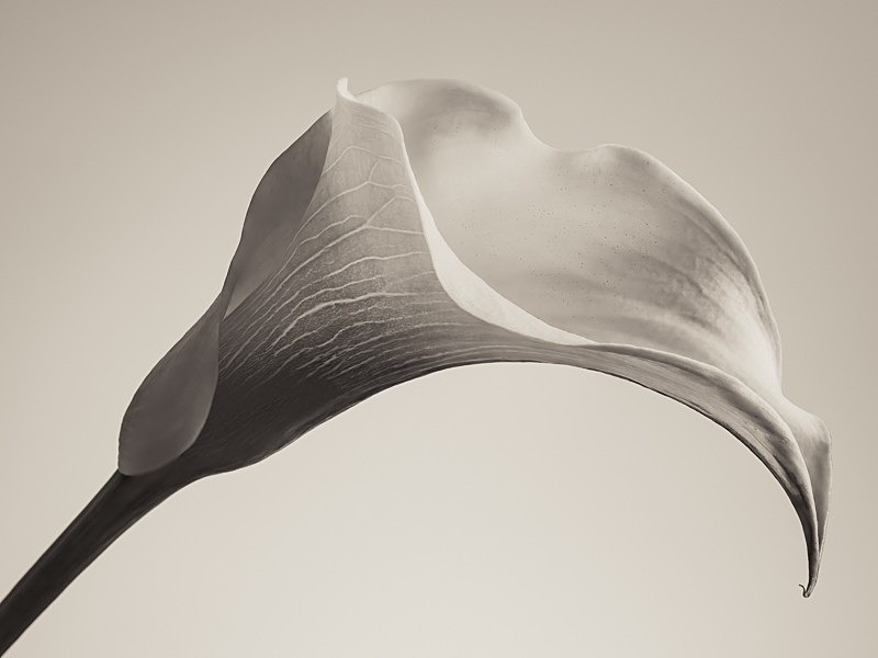 Flowers 001 - Studio