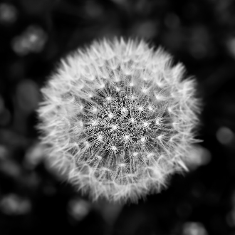 Lions Tooth 01 - Nature