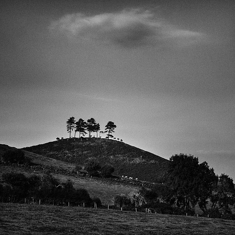 Colmers Hill 01 - Landscapes