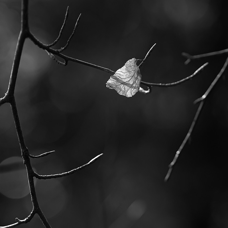 Leaf in the Sun 02 - Nature