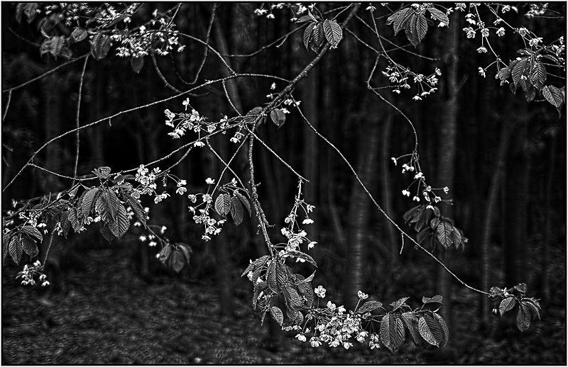 Branch  Flowers - Nature