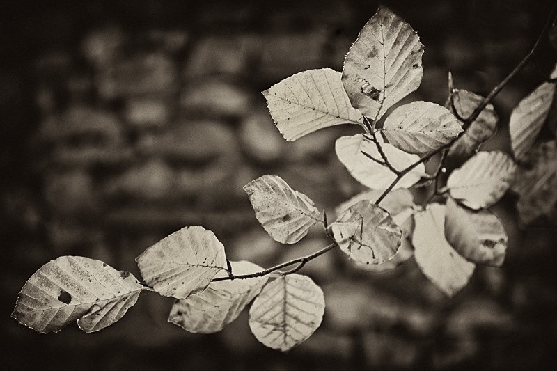 Beech Branch - Nature