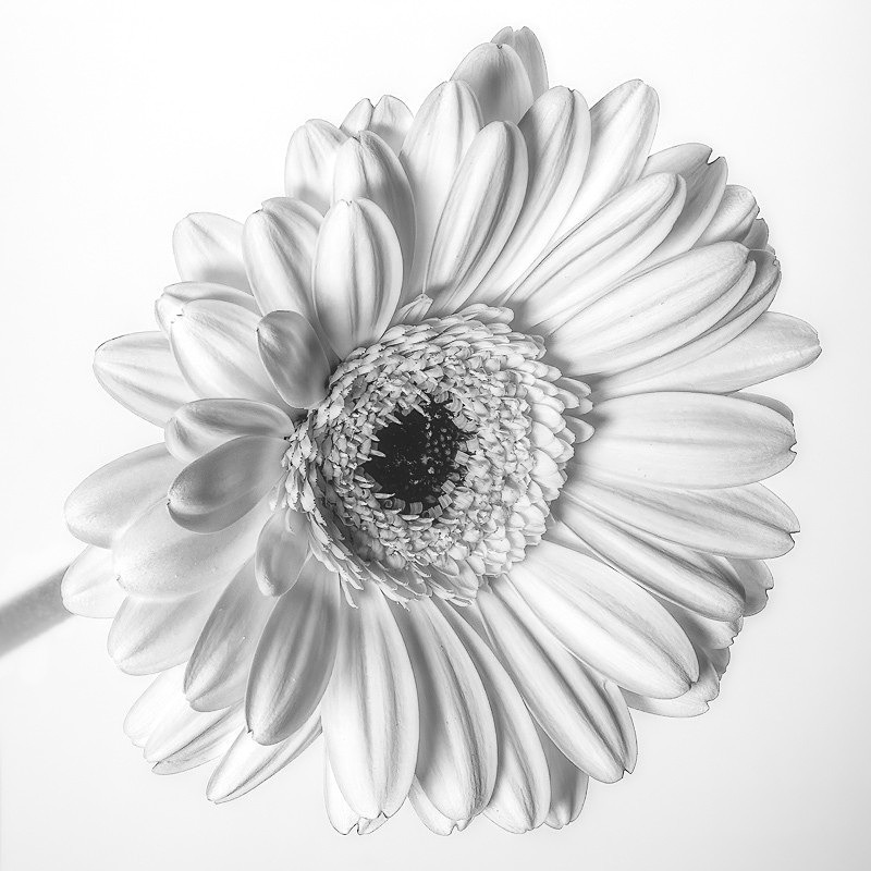 Flowers 003a - 13 Squared