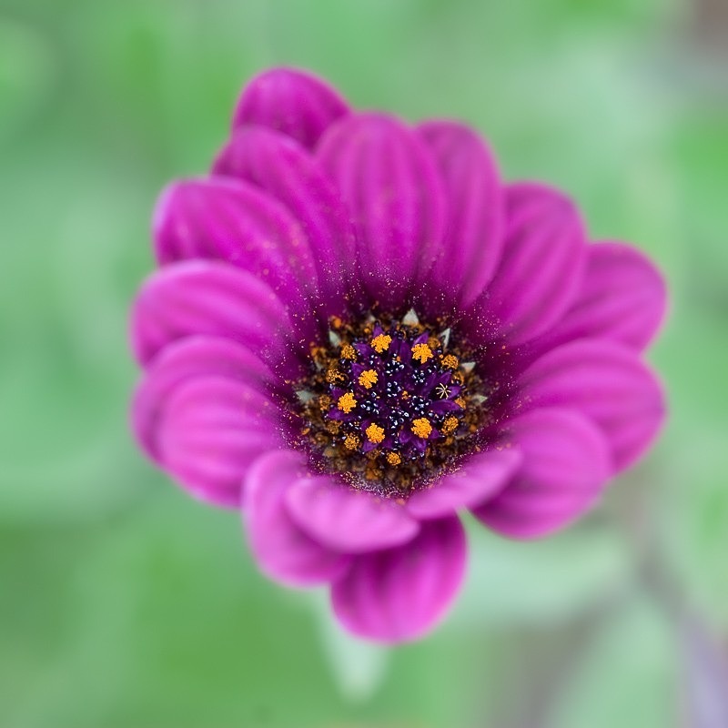 Flower Study 06 C - Colour