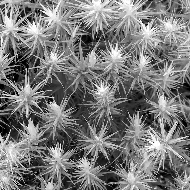 Stars 01 - Infra Red