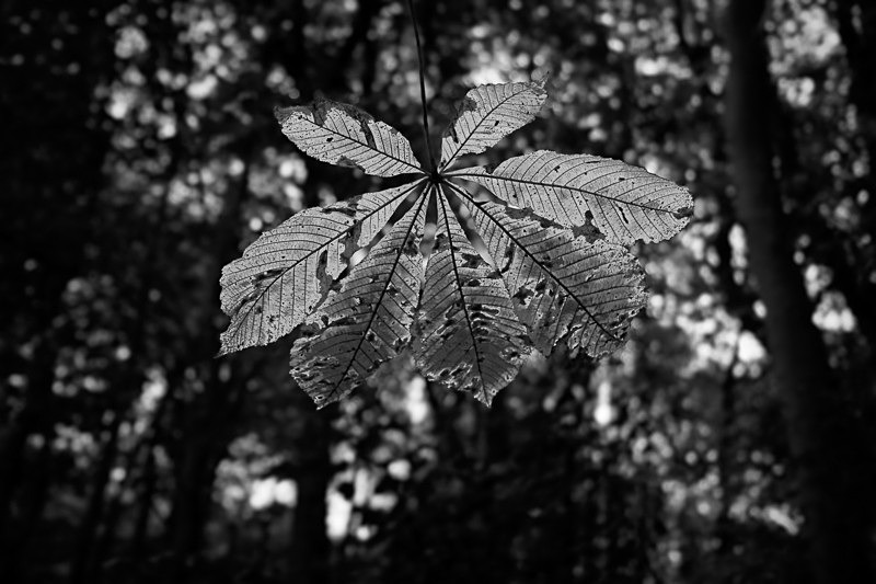 Leaf in the Sun 01 - Nature