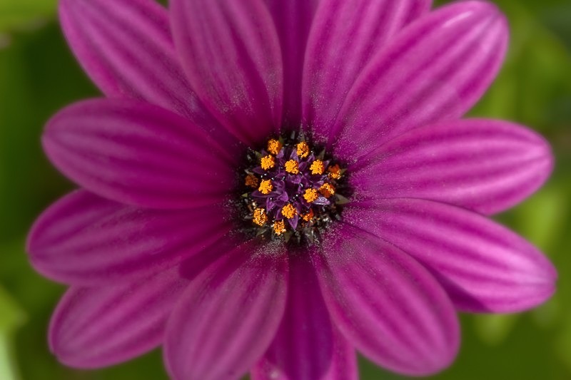 Flower Study 02 C - Colour