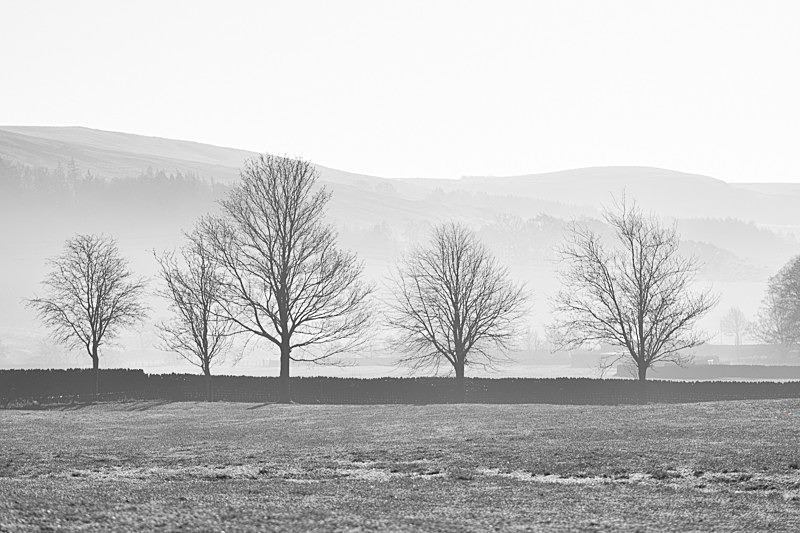 Root Hill 01 - Landscapes