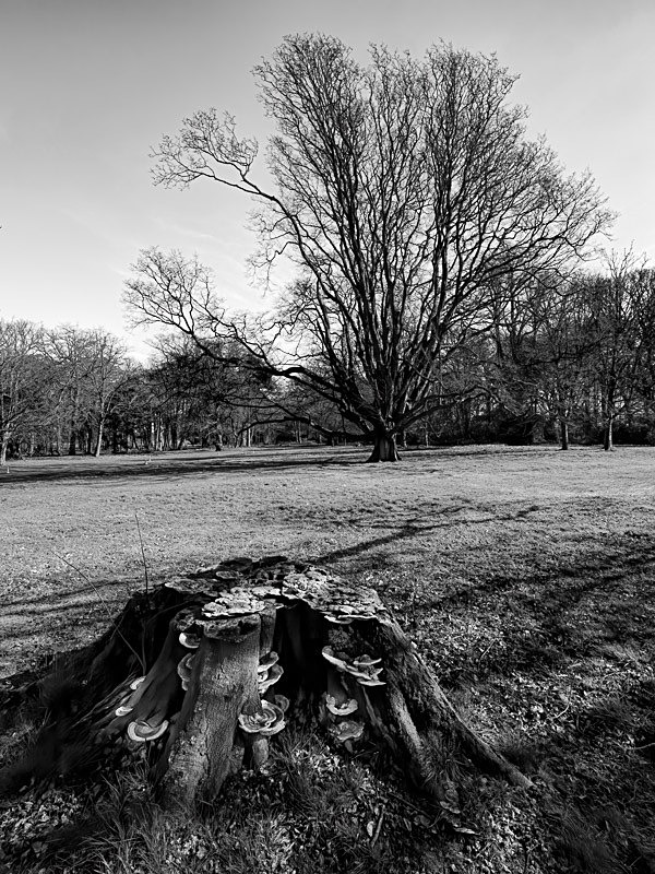 Lytham Parkland 007 - Landscapes