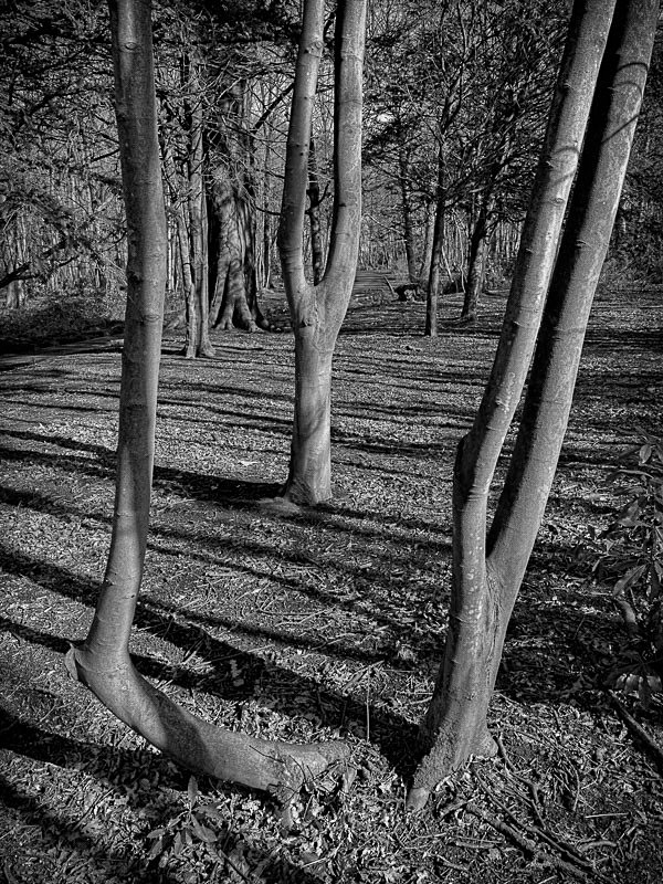Lytham Parkland 002 - Landscapes