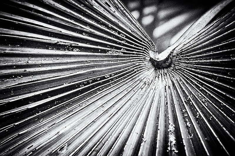 Palm Study 02 - Nature