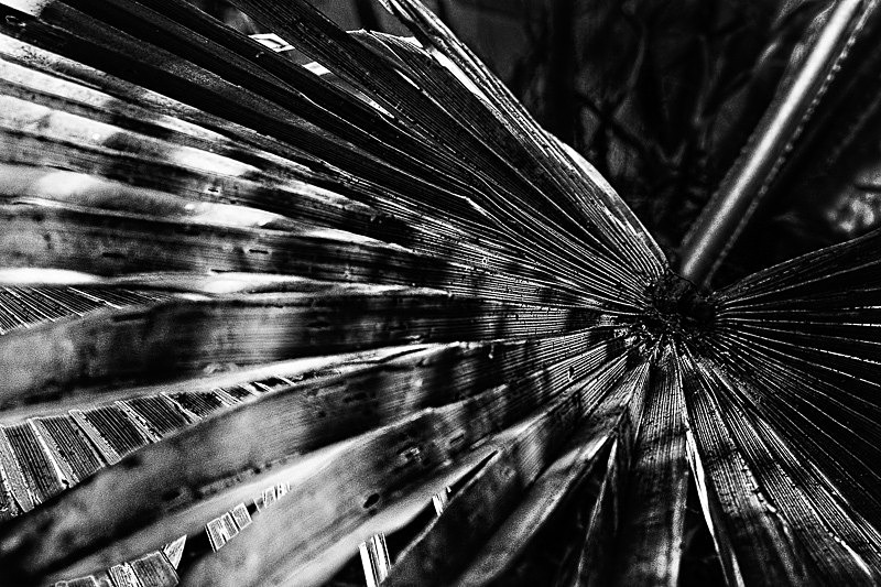 Palm Study 03 - Nature