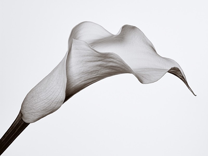 Flowers 002b - Studio