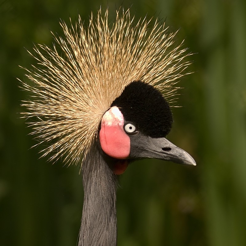 West African Crowned Crane C - Colour