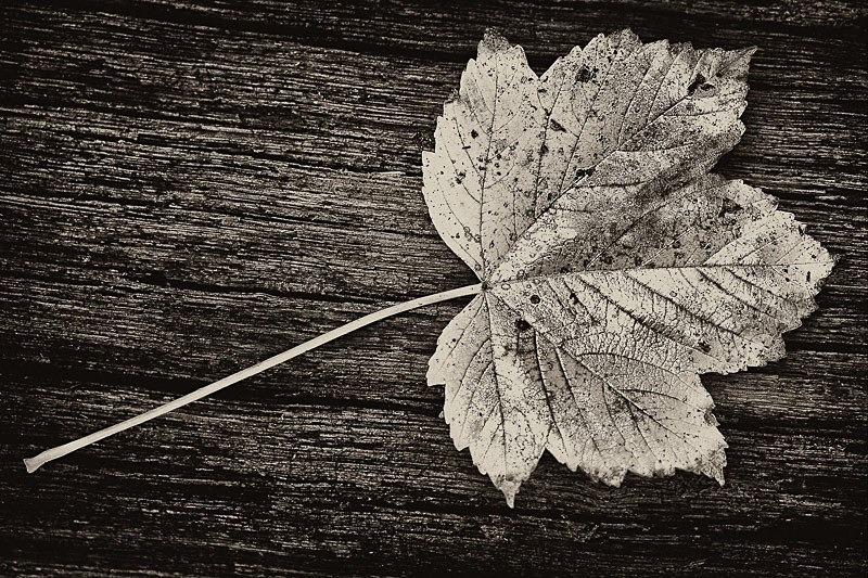 Sycamore Leaf On Dead Wood - Nature