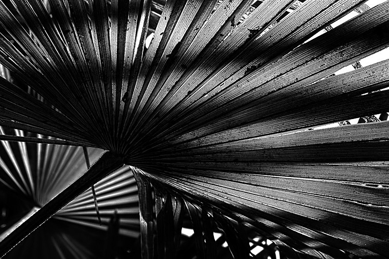 Palm Study 01 - Nature