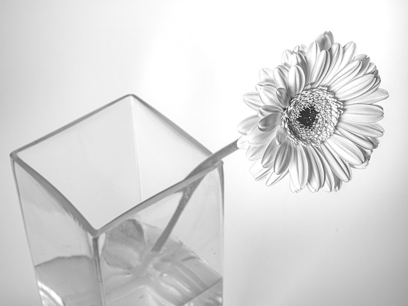 Flowers 003 - Studio