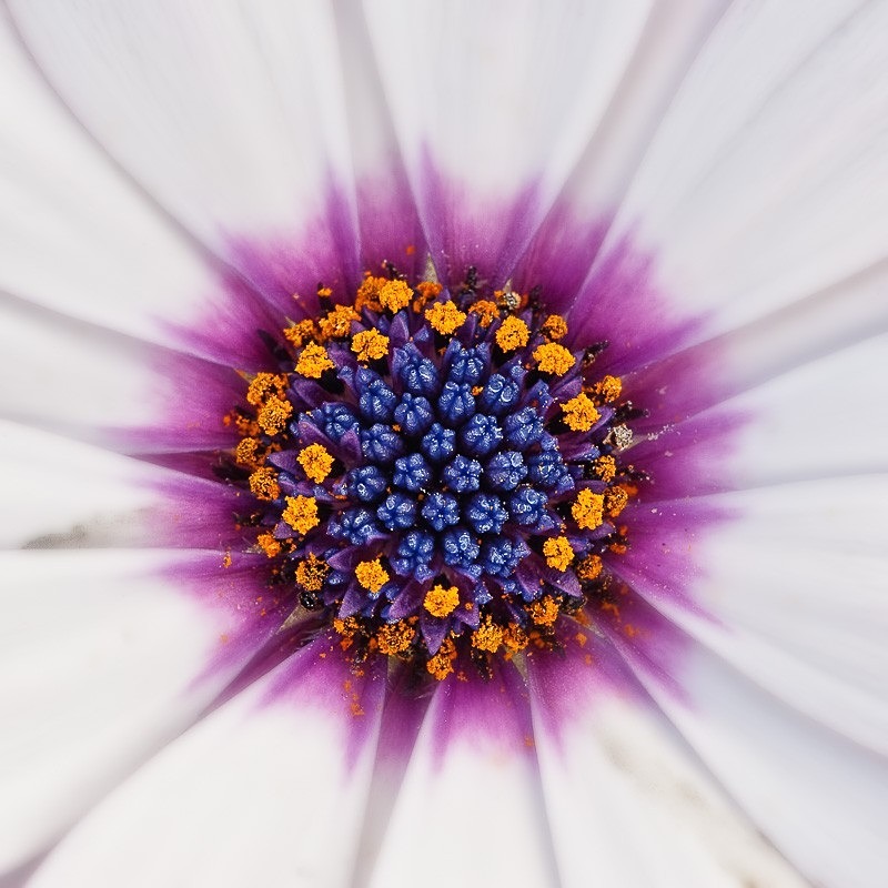 Flower Study 01 C - Colour