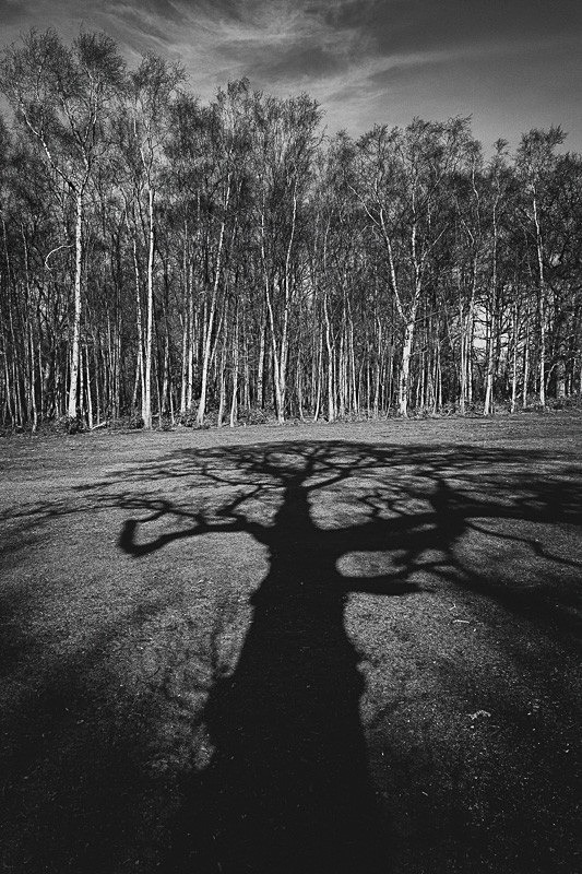 Lytham Parkland 004 - Landscapes