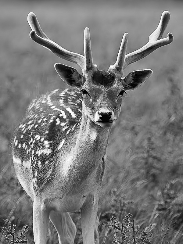 Fallow Buck 02 - Nature