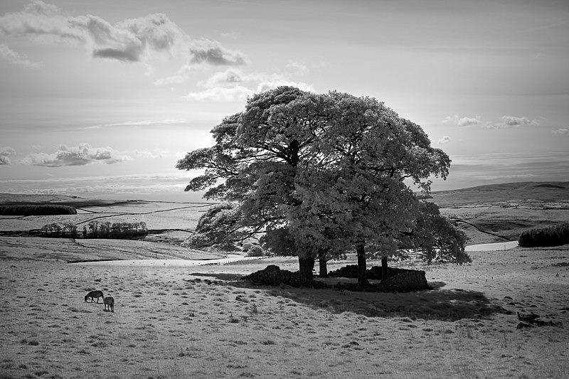 Henside Copse 04 - Infra Red