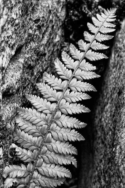 Fern In Gryke - Nature