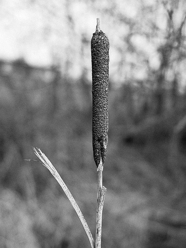 Bulrush 01 - Nature