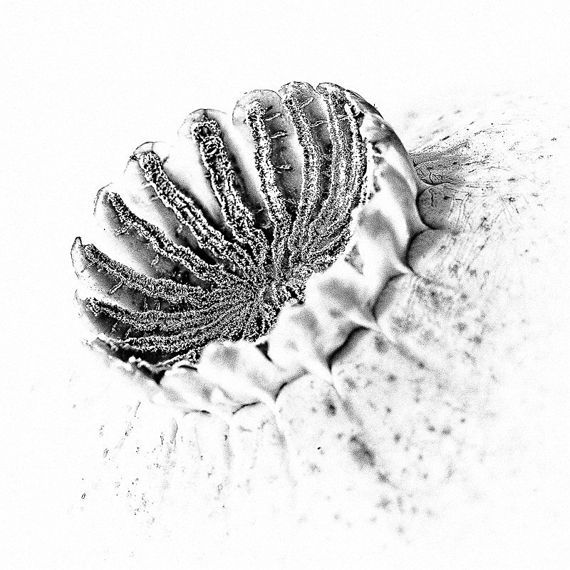 Poppy Head 03 - Studio