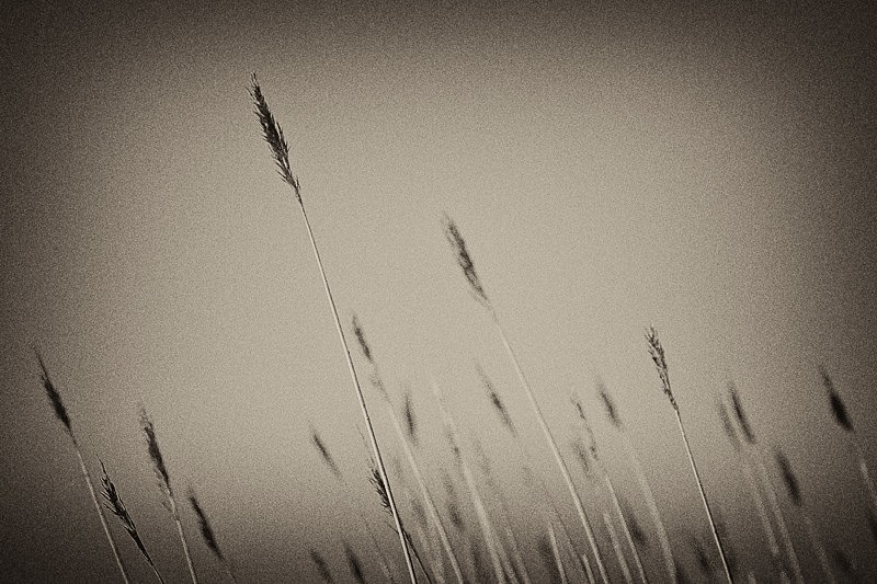 Reeds 02 - Nature