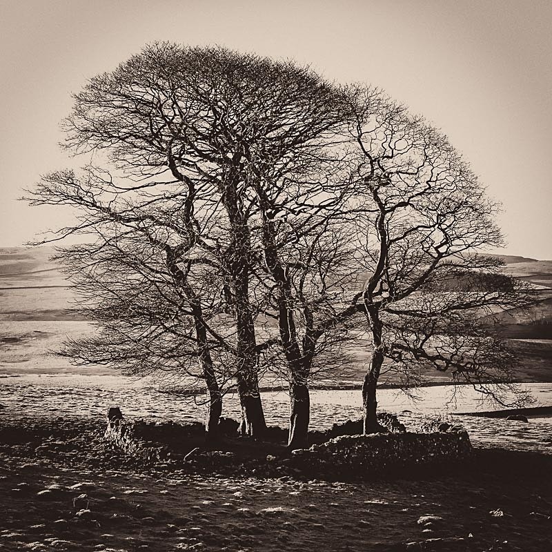 Henside Copse 05 - Landscapes