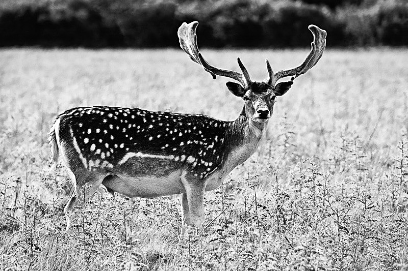 Fallow Buck 01 - Nature