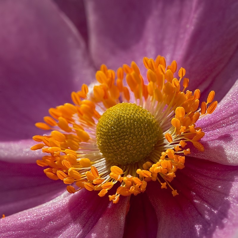 Japanese Anemone C - Colour