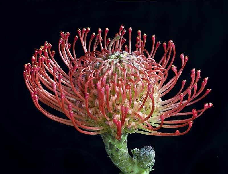 Leucospermum Cordifolium 02 C - Colour