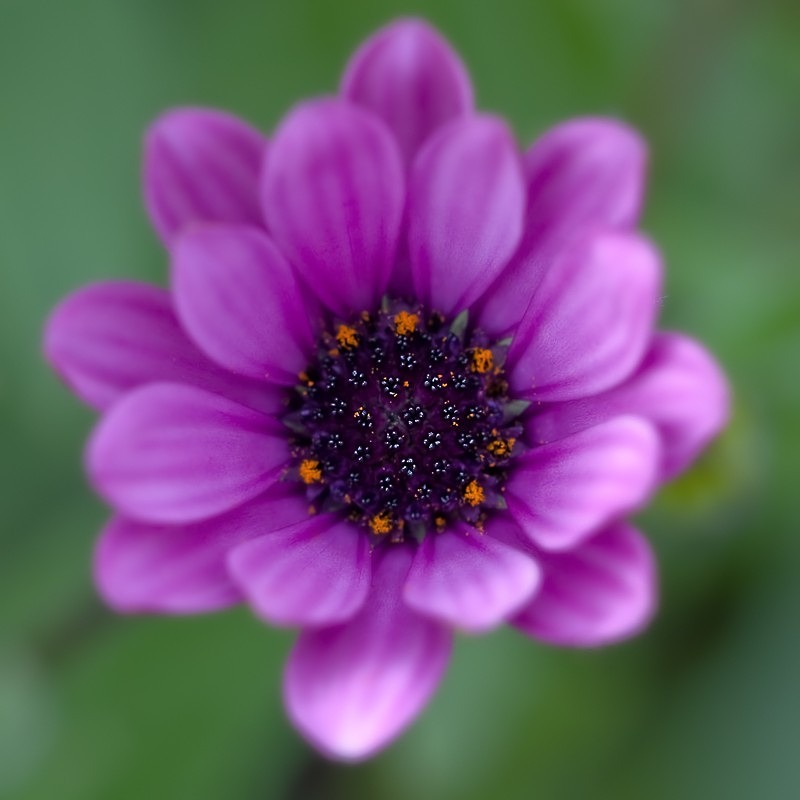 Flower Study 07 C - Colour