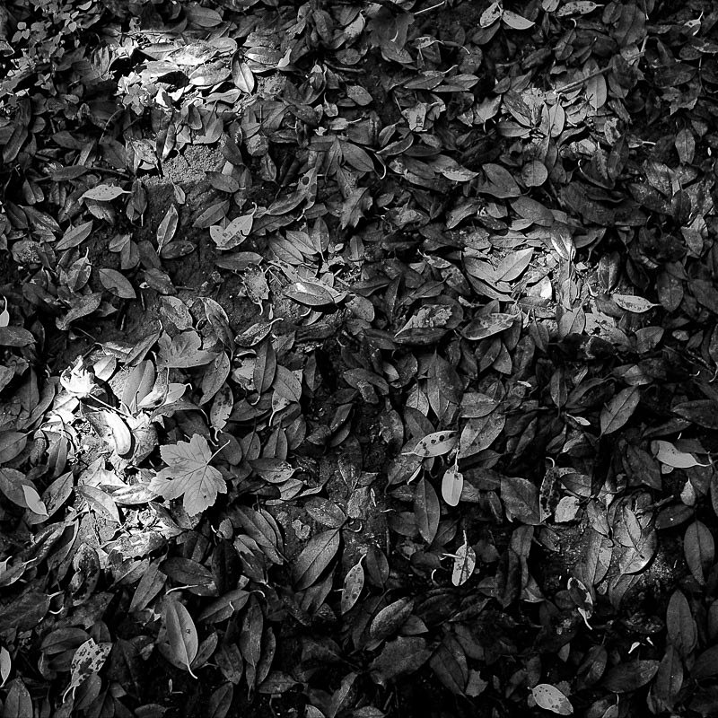 Dappled Leaves - Nature