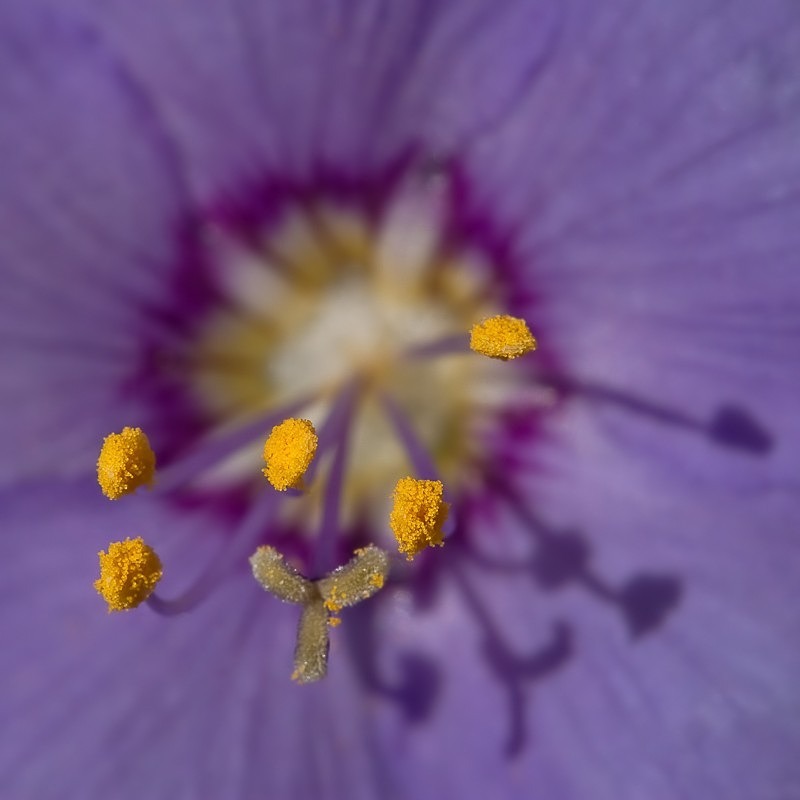 Flower Study 03 C - Colour