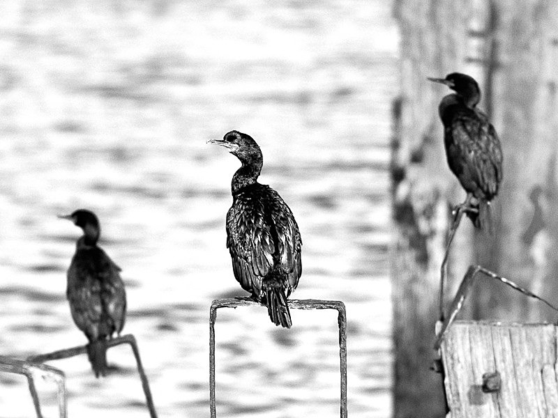Cormorants 02 - Nature